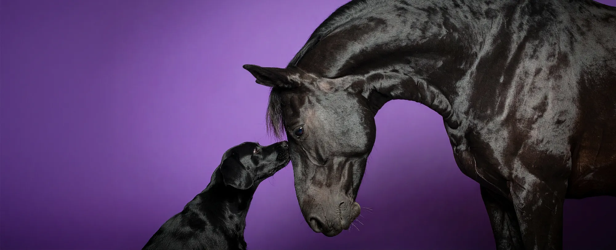 Jen Martin, equine & canine mctimoney chiropractor & massage therapy, Didcot, Abingdon, Wantage, Faringdon, Wallingford, Newbury, Swindon